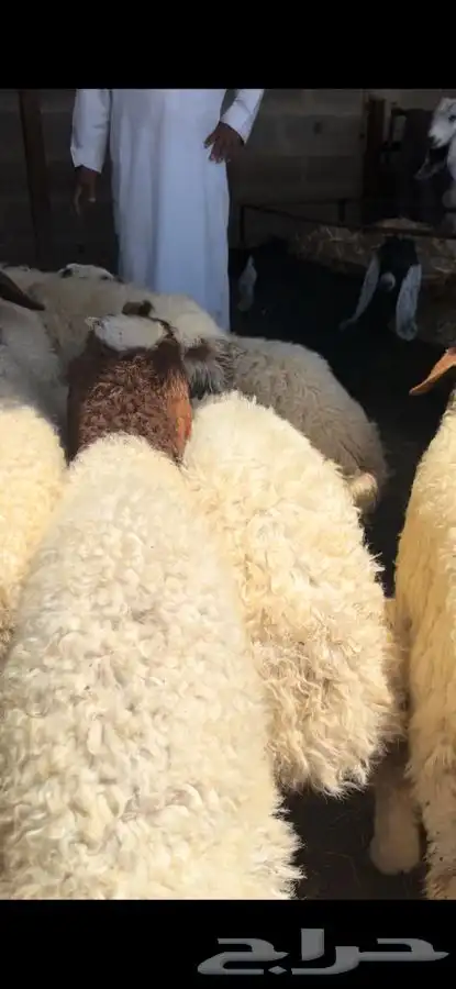 ذبايح بريه نعيمي نجدي حري تيوس ذبح توصيل 11