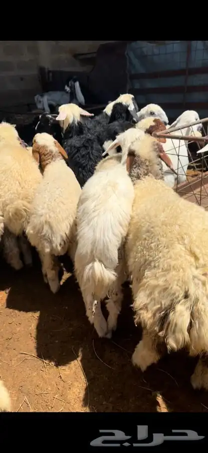 ذبايح بريه نعيمي نجدي حري تيوس ذبح توصيل 8