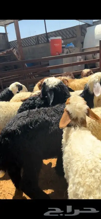 ذبايح بريه نعيمي نجدي حري تيوس ذبح توصيل 31