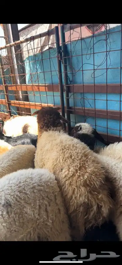 ذبايح بريه نعيمي نجدي حري تيوس ذبح توصيل 1