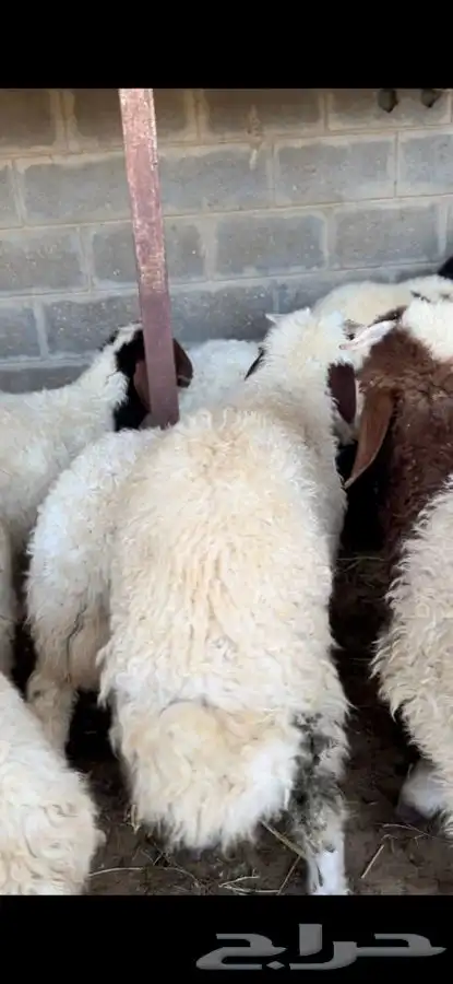 ذبايح بريه نعيمي نجدي حري تيوس ذبح توصيل 14