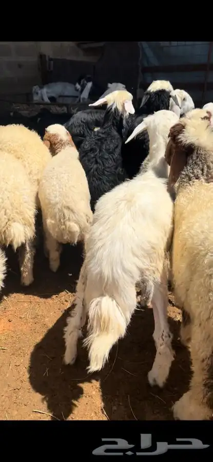 ذبايح بريه نعيمي نجدي حري تيوس ذبح توصيل 7