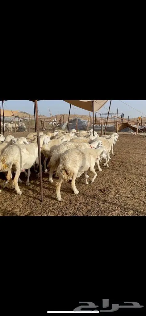 غنم حرش دفيع صنف 1