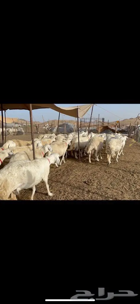 غنم حرش دفيع صنف 2