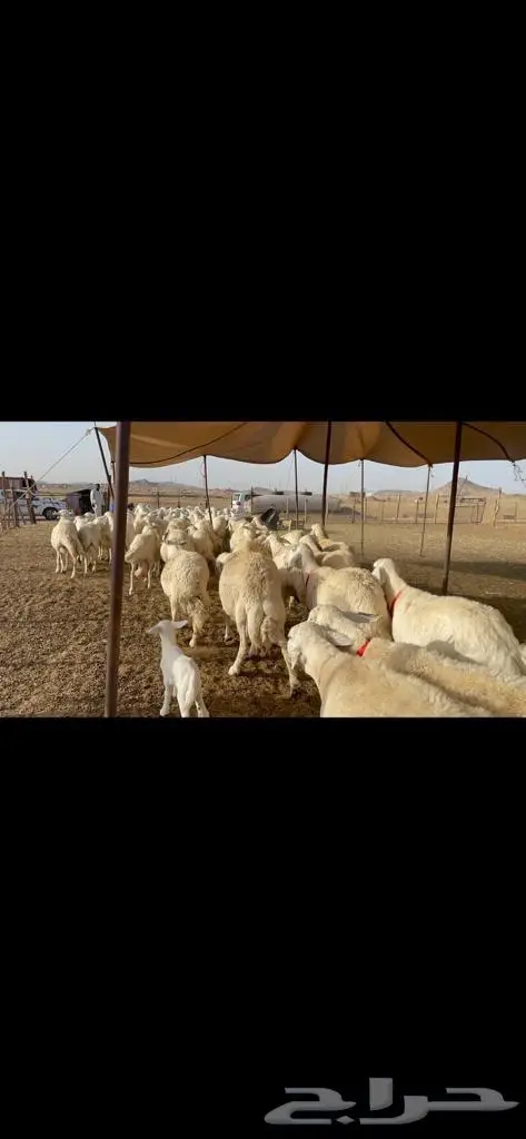 غنم حرش دفيع صنف 3