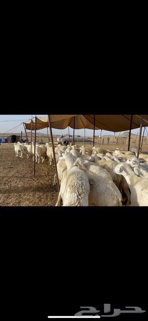 غنم حرش دفيع صنف 4