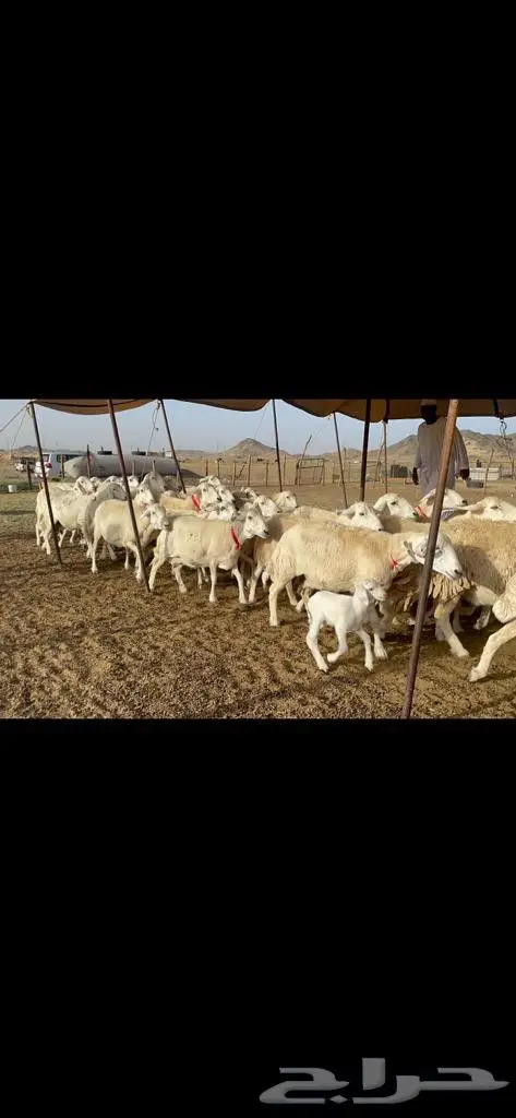 غنم حرش دفيع صنف 6