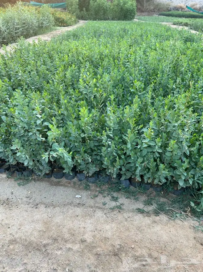 أشجار بريه 1