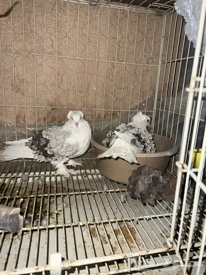 (تم البيع ) زوج مفتل 250 ريال منتج 5