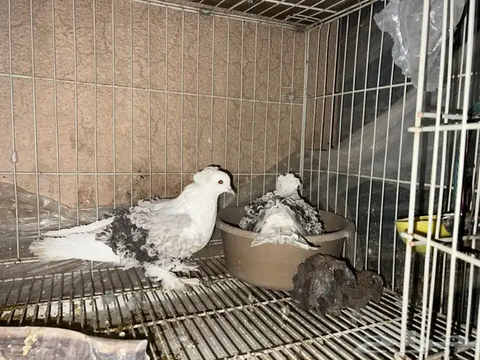 (تم البيع ) زوج مفتل 250 ريال منتج 6