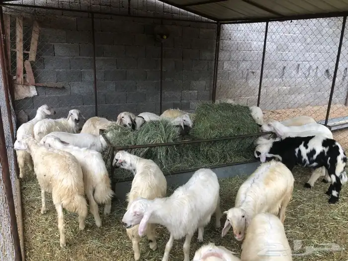 خرفان بلديه صفر نجران وتيوس بلديه دغس 7