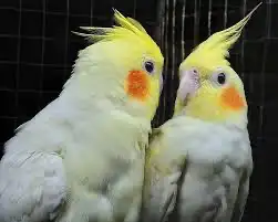 طيور حب واجميع انواع الطيور متوفره 1