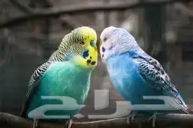 طيور حب واجميع انواع الطيور متوفره 2