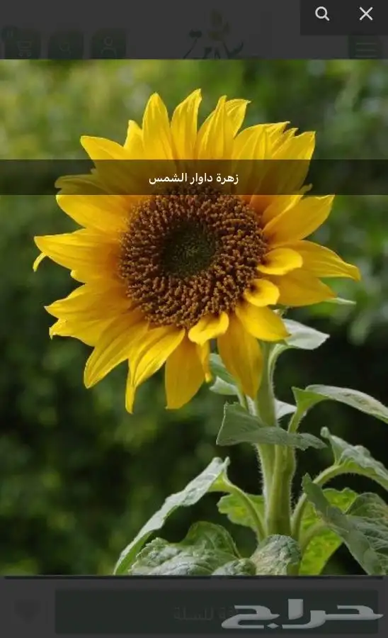 بذور اشجار عرض اي نوع كيس 9ريال 23