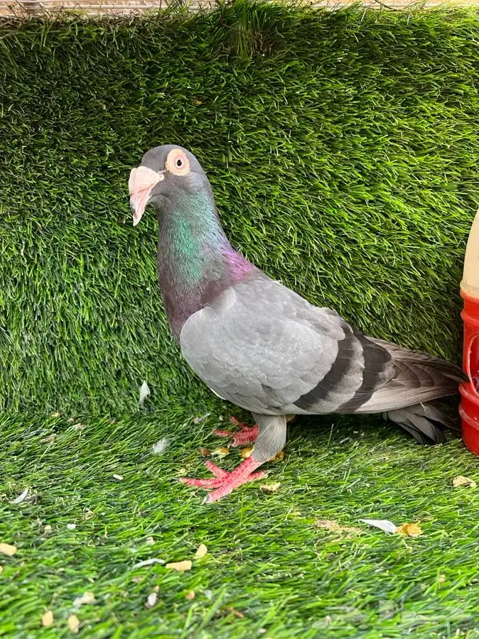 ذكر مراسيل هديه اللي يبيه مجانا 2