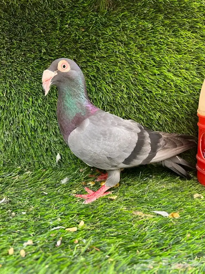 ذكر مراسيل هديه اللي يبيه مجانا 1