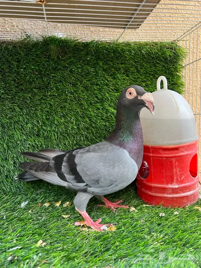 ذكر مراسيل هديه اللي يبيه مجانا 0