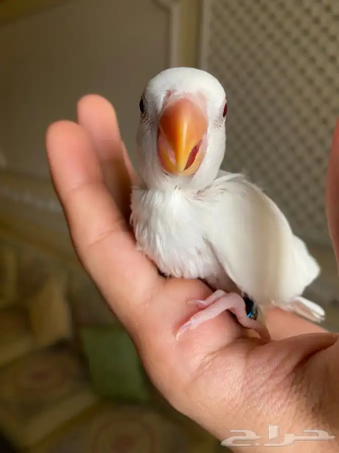 روز البينو اليف 4