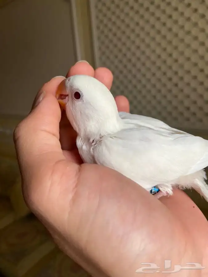 روز البينو اليف 2