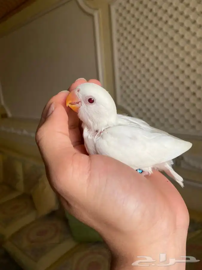 روز البينو اليف 0