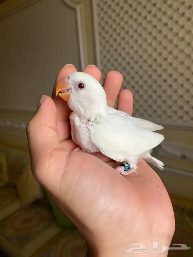 روز البينو اليف 1