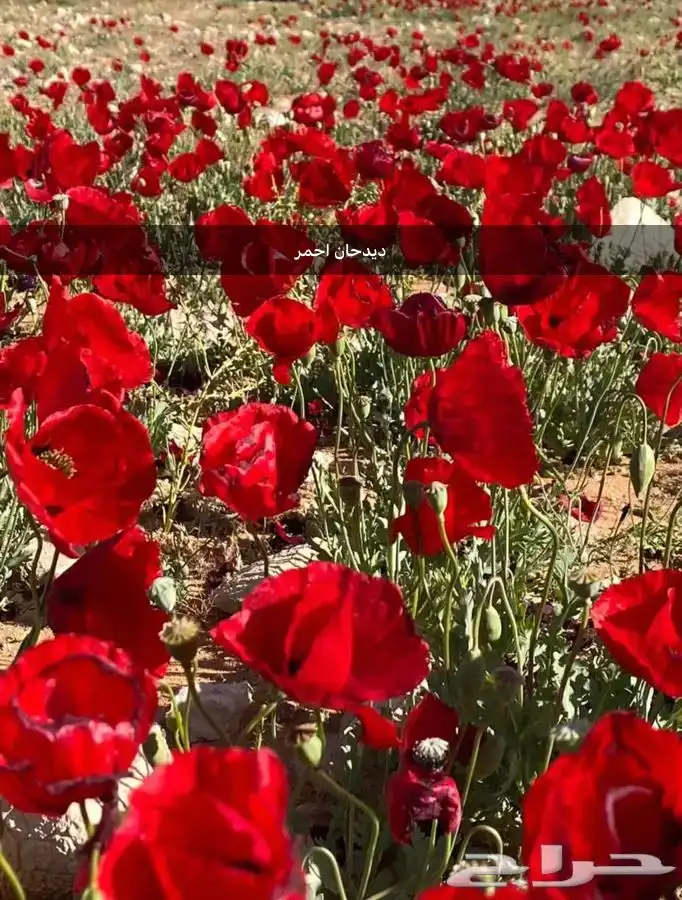 عرض بذور بريه وموسميه كيس بذر مشكل اكثر 6000 بذره ب50 ريال 16
