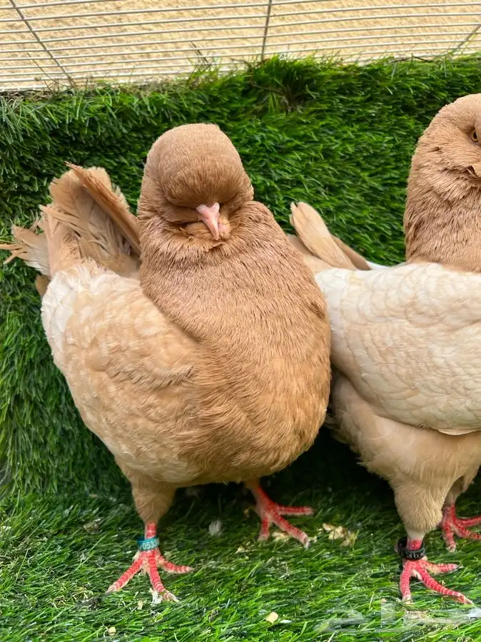 كنق راقي - تم البيع 0