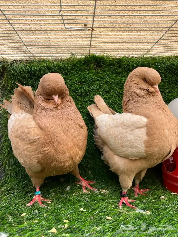 كنق راقي - تم البيع 1