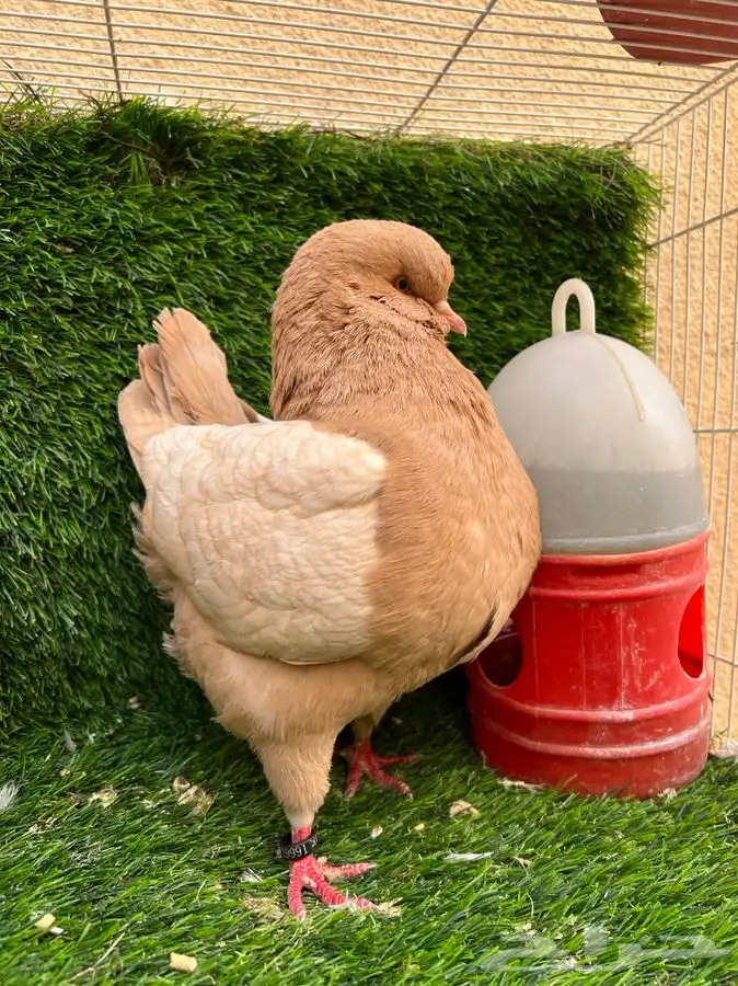 كنق راقي - تم البيع 2