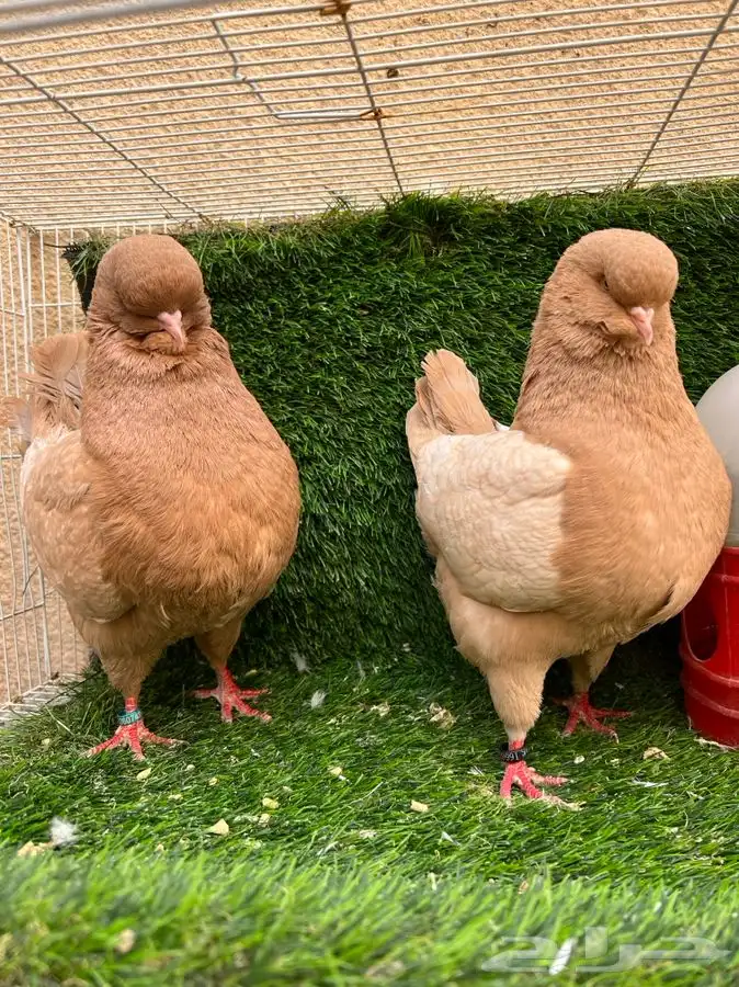 كنق راقي - تم البيع 4