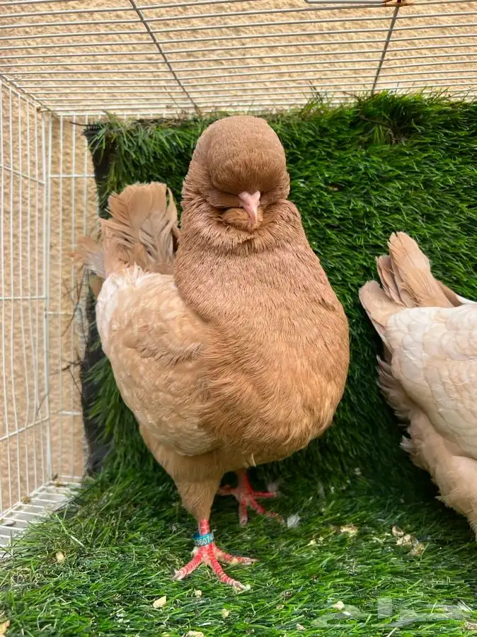 كنق راقي - تم البيع 3