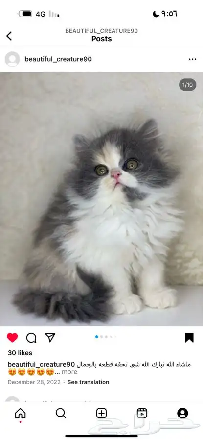 بيكي فيس سكوتش بيرشن هملايا شيرازي هاف بيكي قطط قطه قطو بسه 1