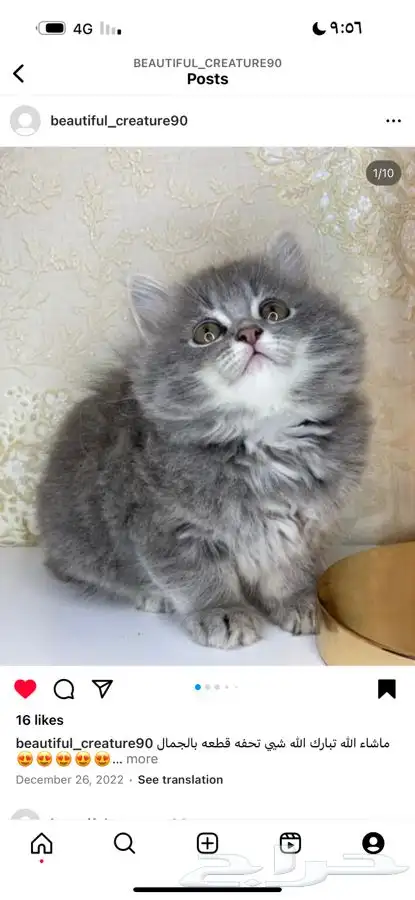 بيكي فيس سكوتش بيرشن هملايا شيرازي هاف بيكي قطط قطه قطو بسه 4