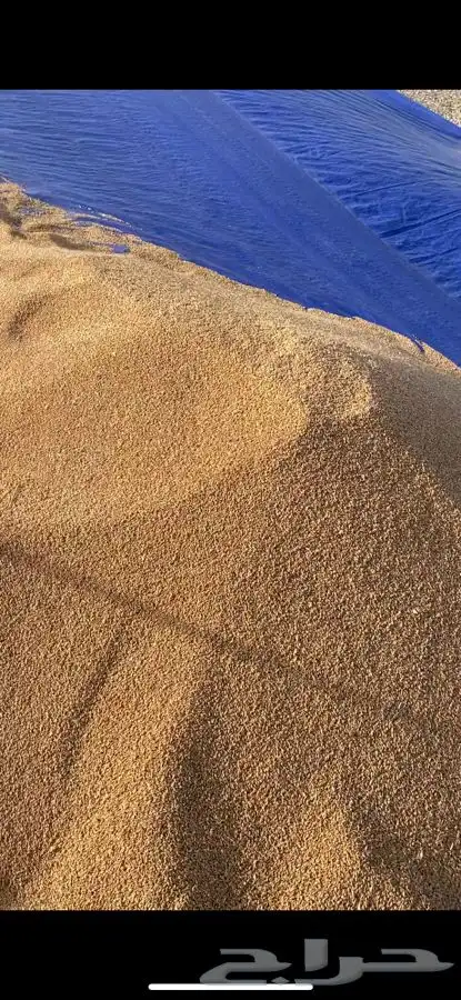قمح (معيه) مرغان 0