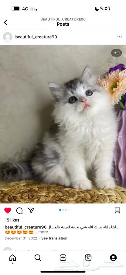 بيكي فيس سكوتش بيرشن هملايا شيرازي هاف بيكي قطط قطه قطو بسه 2