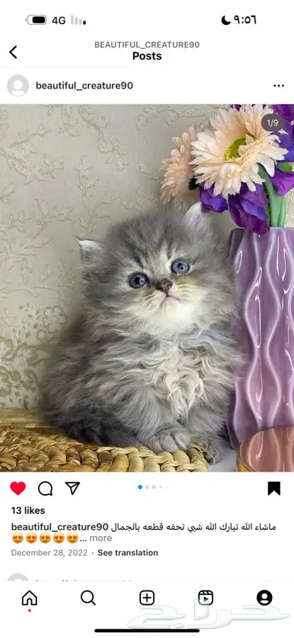 بيكي فيس سكوتش بيرشن هملايا شيرازي هاف بيكي قطط قطه قطو بسه 3