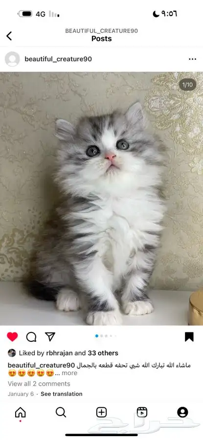 بيكي فيس سكوتش بيرشن هملايا شيرازي هاف بيكي قطط قطه قطو بسه 0