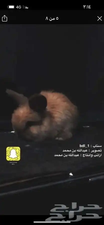 ارانب 2