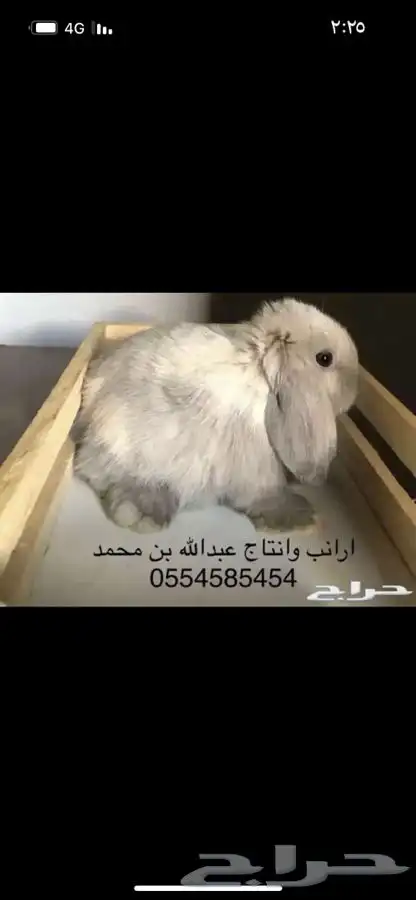 ارانب 0