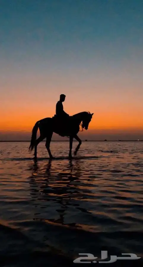 رحلات خيل وبحر 2