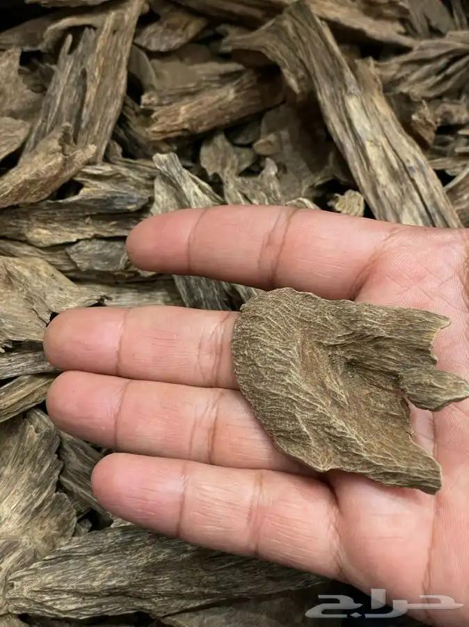 عود طبيعي كلمنتان مالينو قديم فاااخر 3