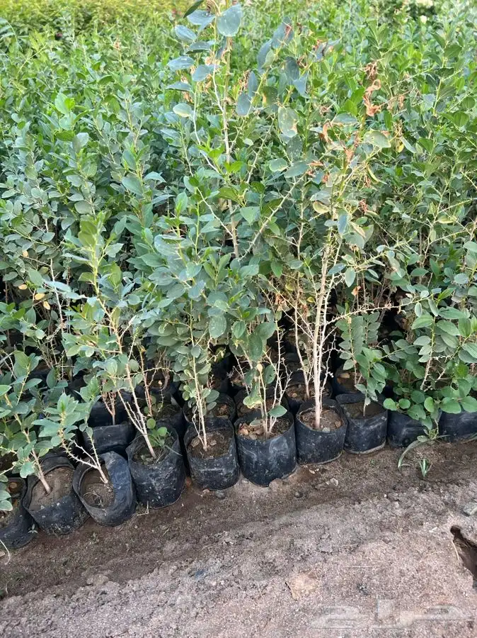 شتلات بريه 0