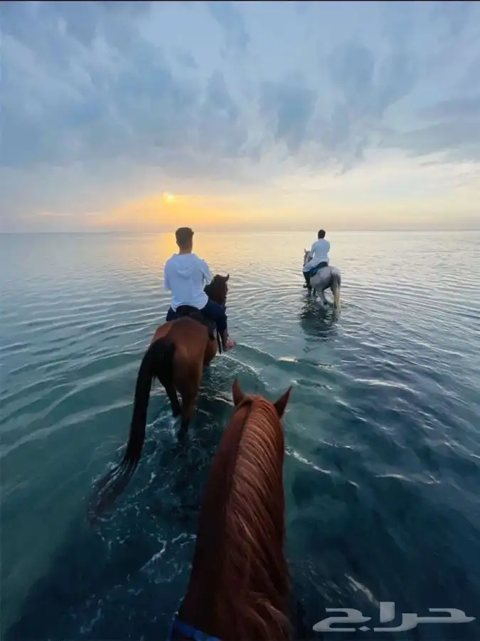 رحلات خيل وبحر 0