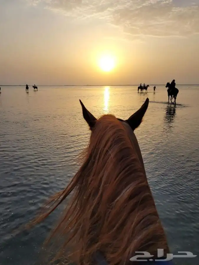 رحلات خيل وبحر 4