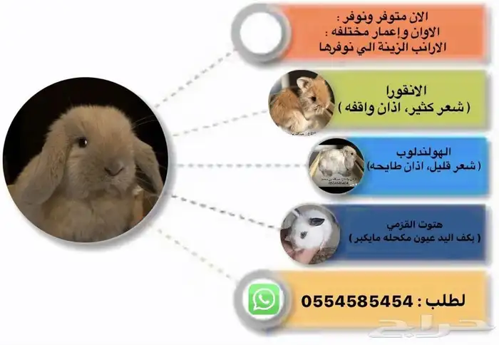 ارانب 6