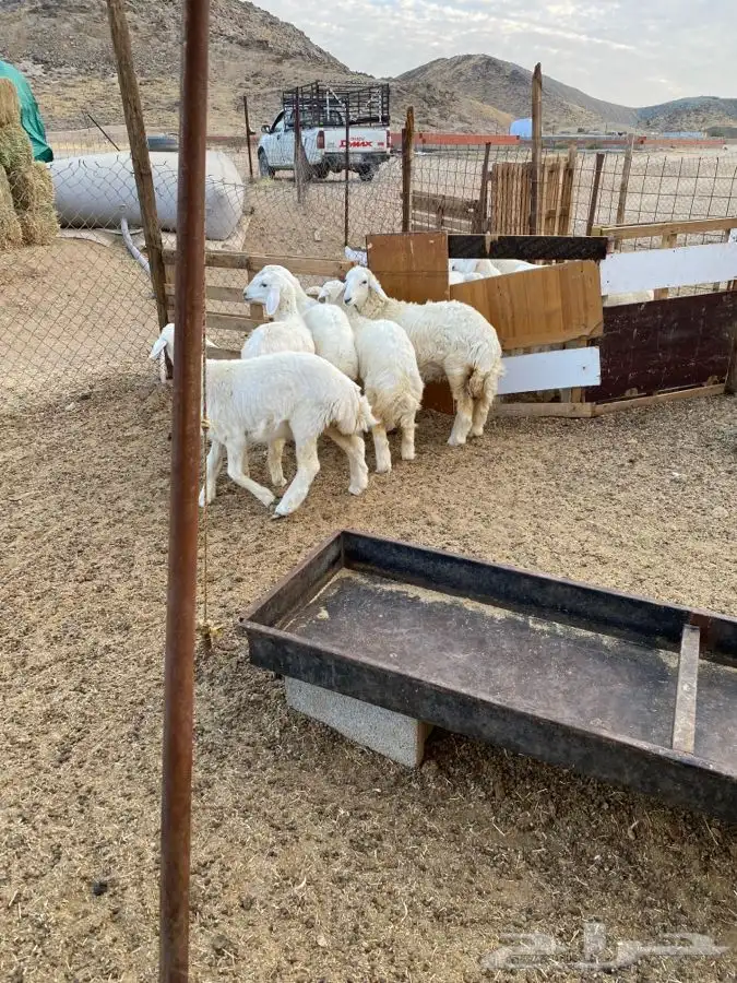 الشميسي البوابه 0