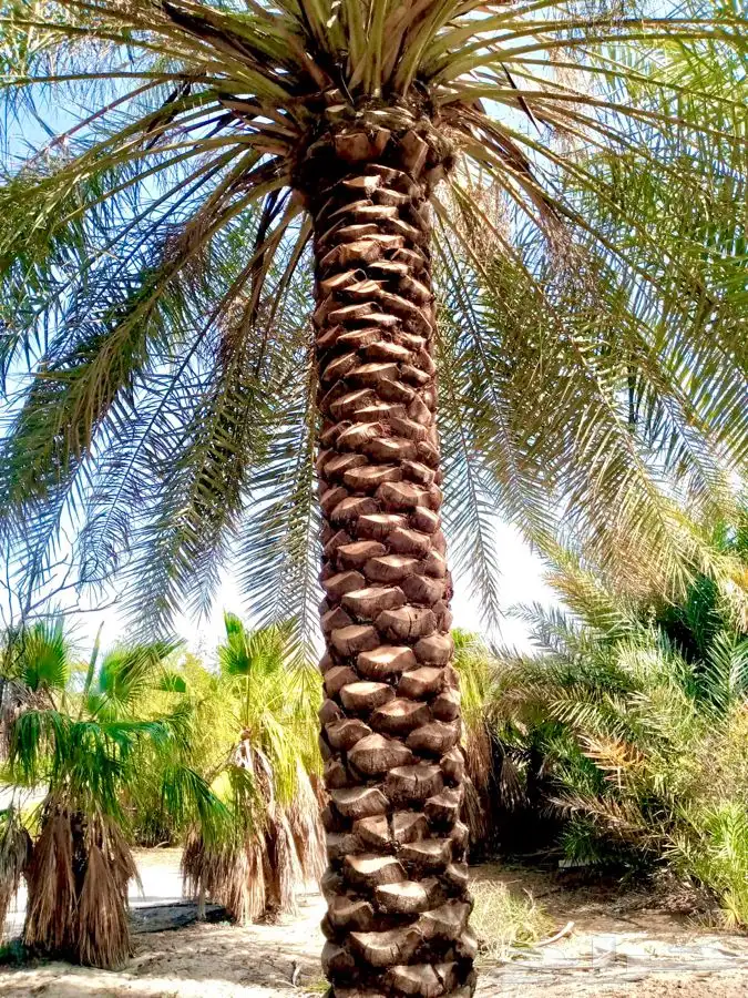 تكريب نخيل   وتحويض نخيل 1