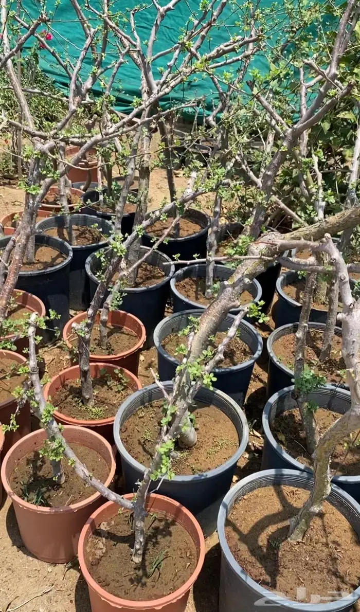 شتلات البشام او البيشام 1