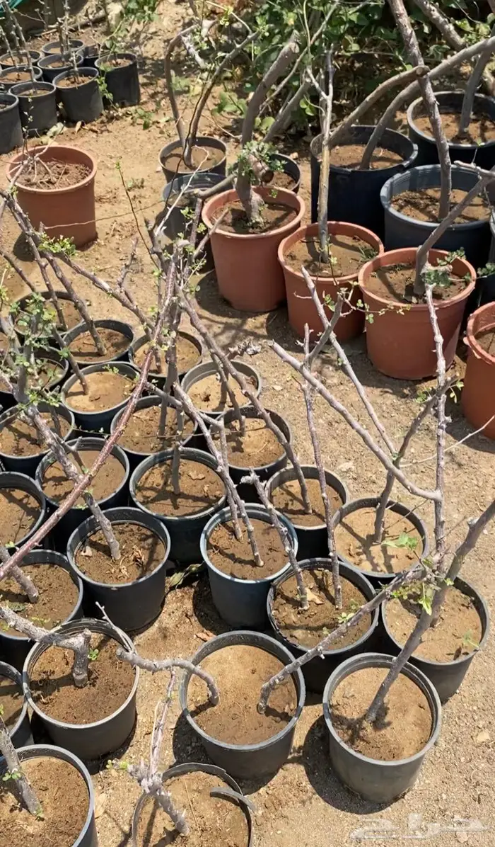 شتلات البشام او البيشام 2