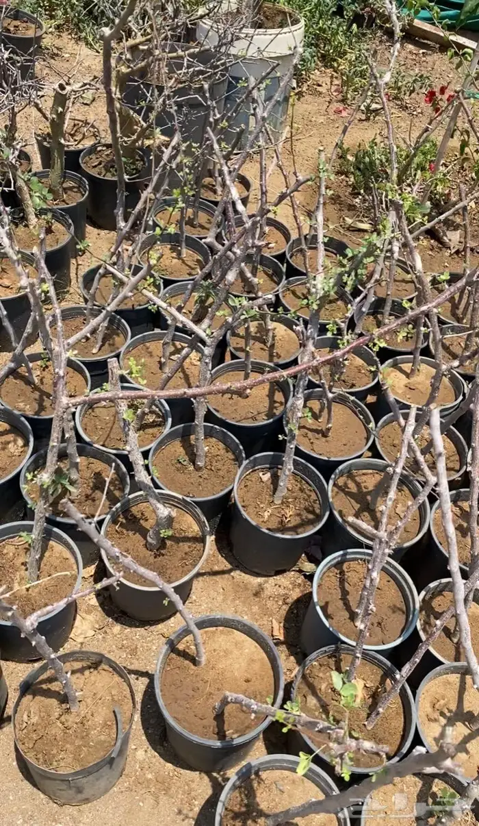 شتلات البشام او البيشام 3